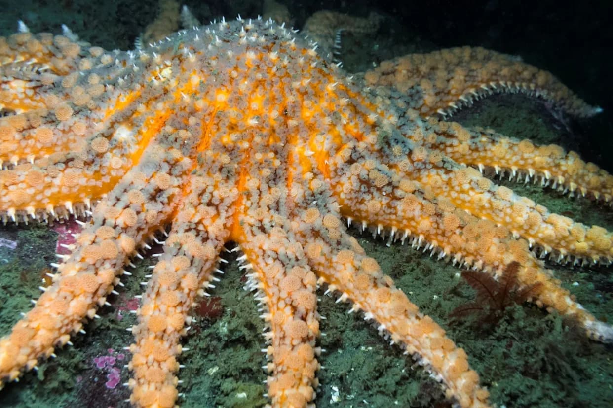 Revolucija u Praćenju Mora: NOAA Pronalazi Retke Suncokretaste Morske Zvezde Pomoću Brze eDNA Detekcije