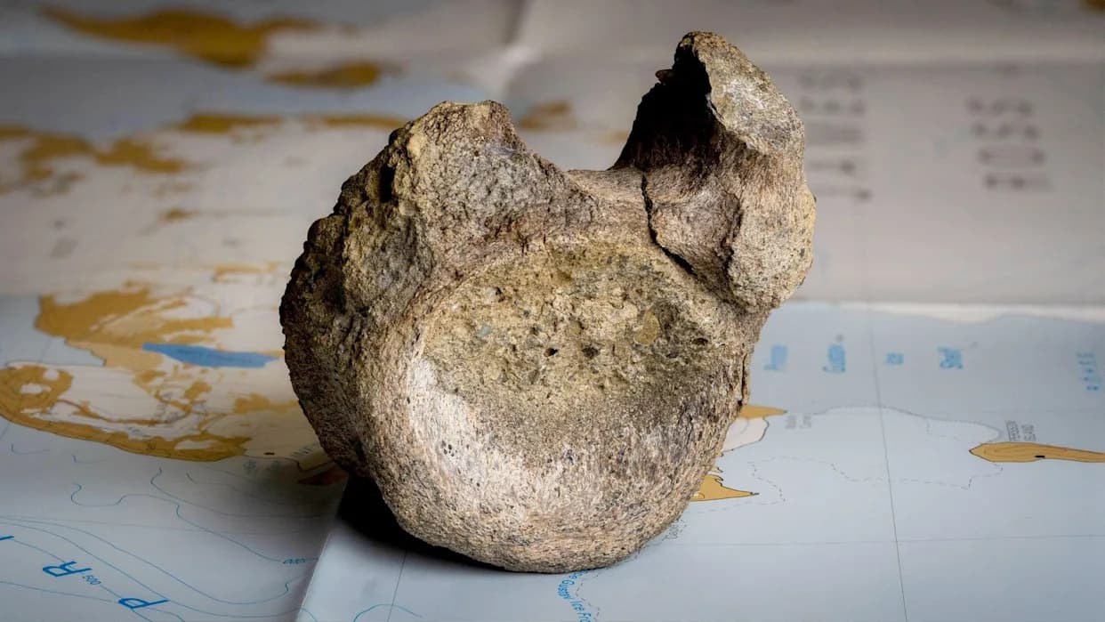 Prva dinosauruska kost sa Antarktika: zaboravljeni fosil iz fioke otkriva titanosaurusa