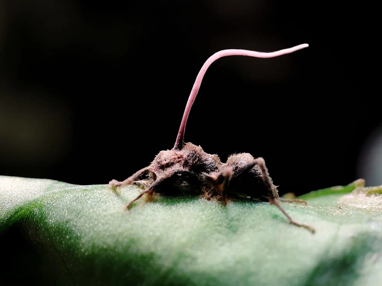 Otkrivena nova gljiva koja napada „zombi“ gljivu — Pleurocordyceps cornusynnemata