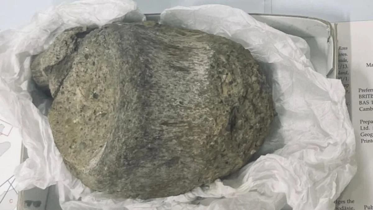 Fosil Zaboravljen 40 Godina Potvrđen Kao Prvi Koščani Ostatak Dinosaura Sa Antarktika