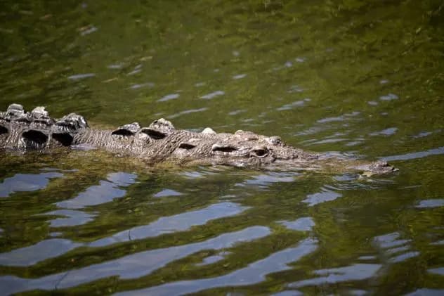 Krokodil Ubio Muškarca Na Plaži U Puerto Vallarti — Telo Pronašla Meksička Mornarica, Reptil Uhvaćen