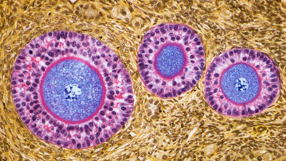 Jajnici Nakon Menopauze Mogu Dobiti Imunološku Ulogu, Pokazuju Studije Na Miševima