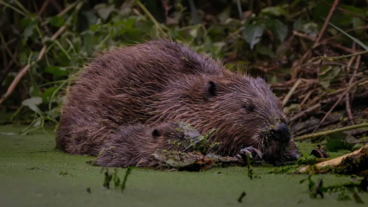 Dabrovi u zapadnom Londonu: Kako kolonija u Ealingu štiti Greenford od poplava