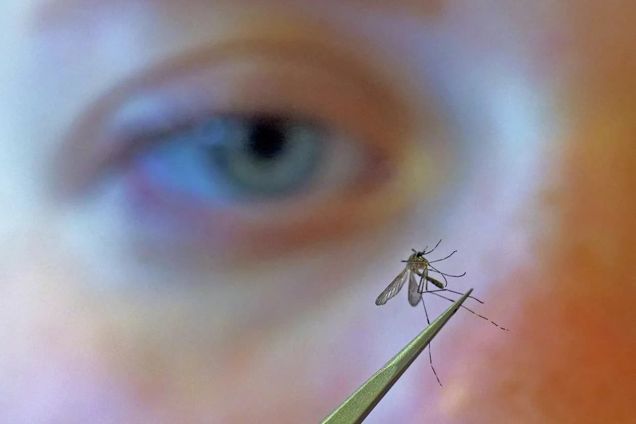 CDC upozorava: Sezona virusa Zapadnog Nila počela ranije i snažnije — zaštitite se od ujeda komaraca
