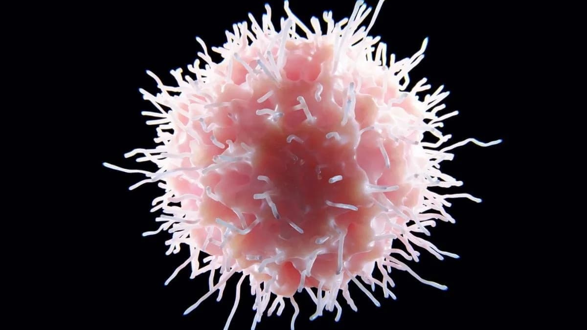 Prvi Takav Tretman Za Lupus: Bakterija Faecalibacterium prausnitzii Znatno Smanjuje Simptome Kod Miševa