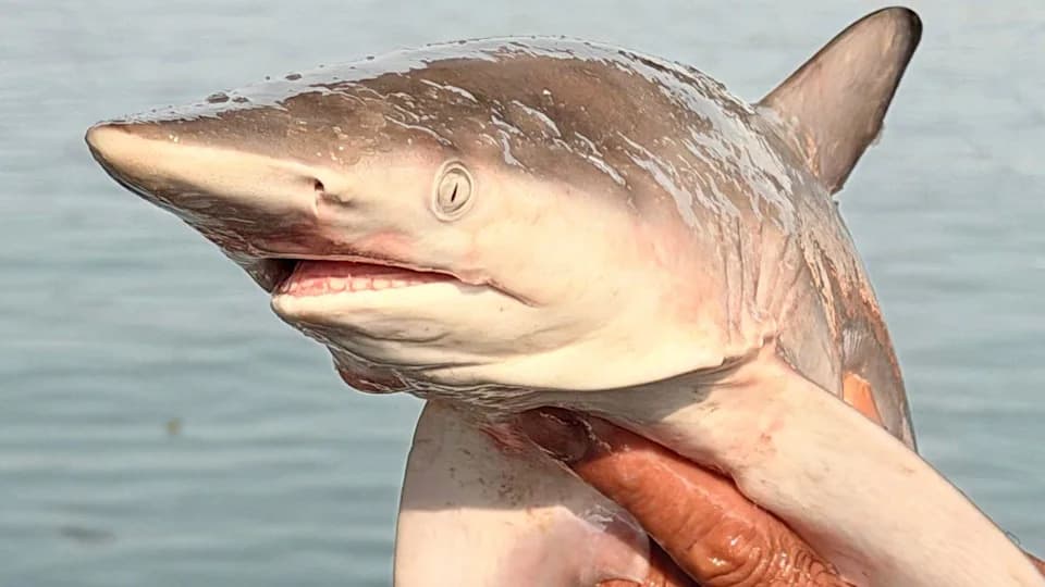 Na Tjesnacu Hormuz: Zaplijenjeni Brodovi, Ribarstvo Pod Prijetnjom i Krhko Primirje