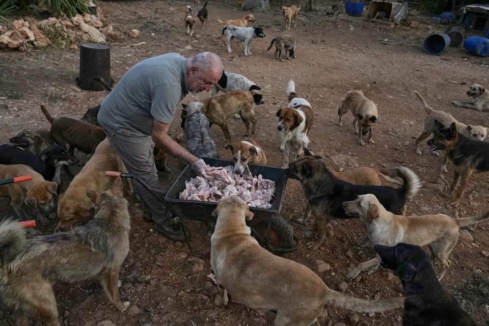 Spasilac Iz Kfarouea Čuva Napuštene Pse, Kokoške I Kamile Posle Početka Rata