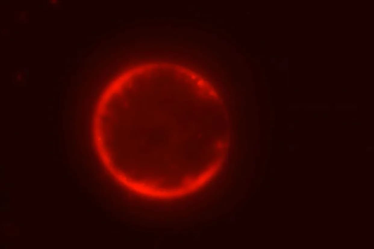 SpudCell — Prva Potpuno Hemijski Definisana Sintetička Ćelija Koja Se Deli