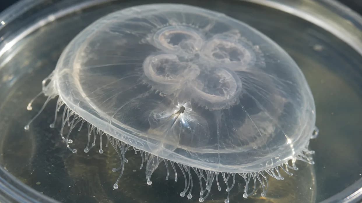 Meduza Koja Leči Rane Za Nekoliko Minuta: Da Li Ljudi Mogu Biti Sledeći?