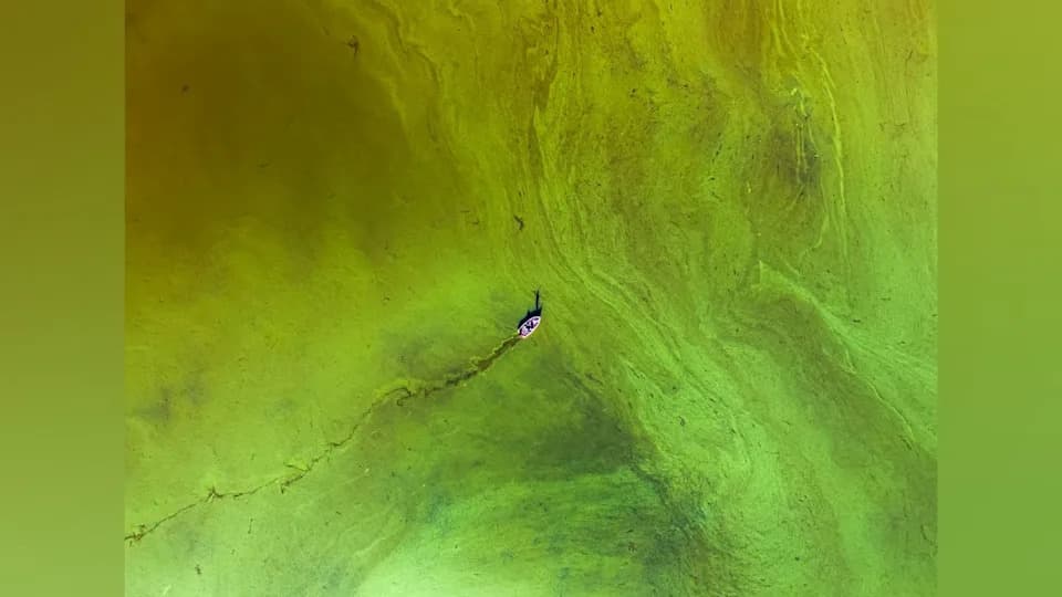 Nagrađena fotografija prikazuje nesrazmeru: ljudi naspram razornog cveta algi na Dog Lakeu