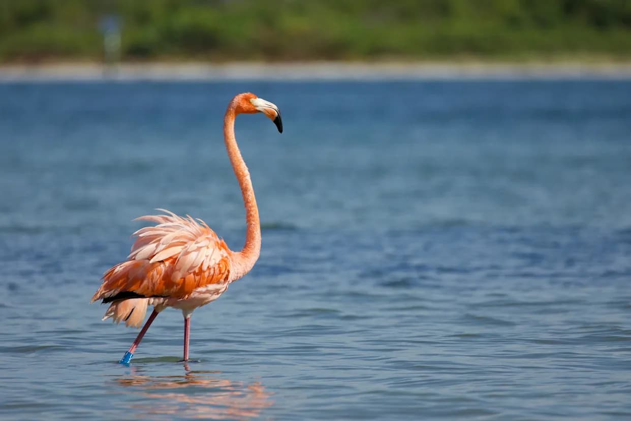Flamingosi Se Vraćaju Na Floridu Posle Više Od 100 Godina — Zašto Njihov Povratak Može Postati Trajan