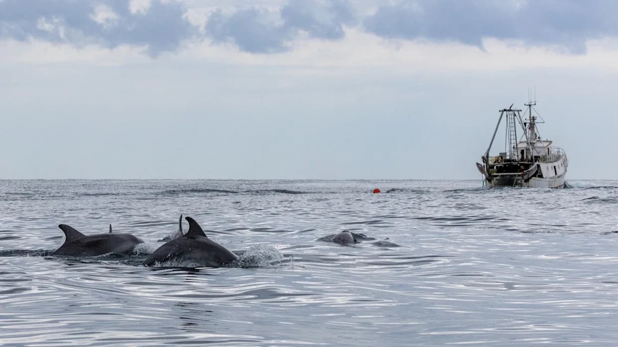 Delfini U Jadranu Postali Zavisni Od Ribarskih Tralera, Upozorava Novo Istraživanje