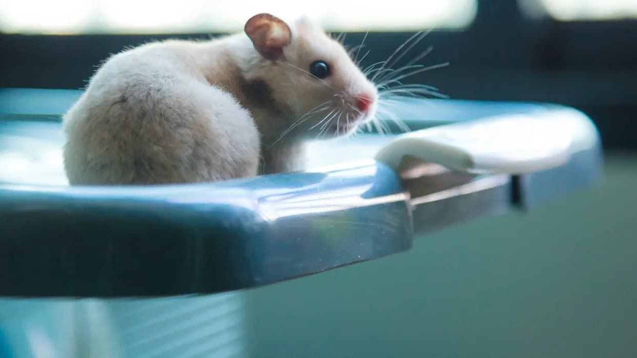PETA Optužuje Istraživača iz Masačusetsa: 20,5 miliona dolara za eksperimente na glodarima