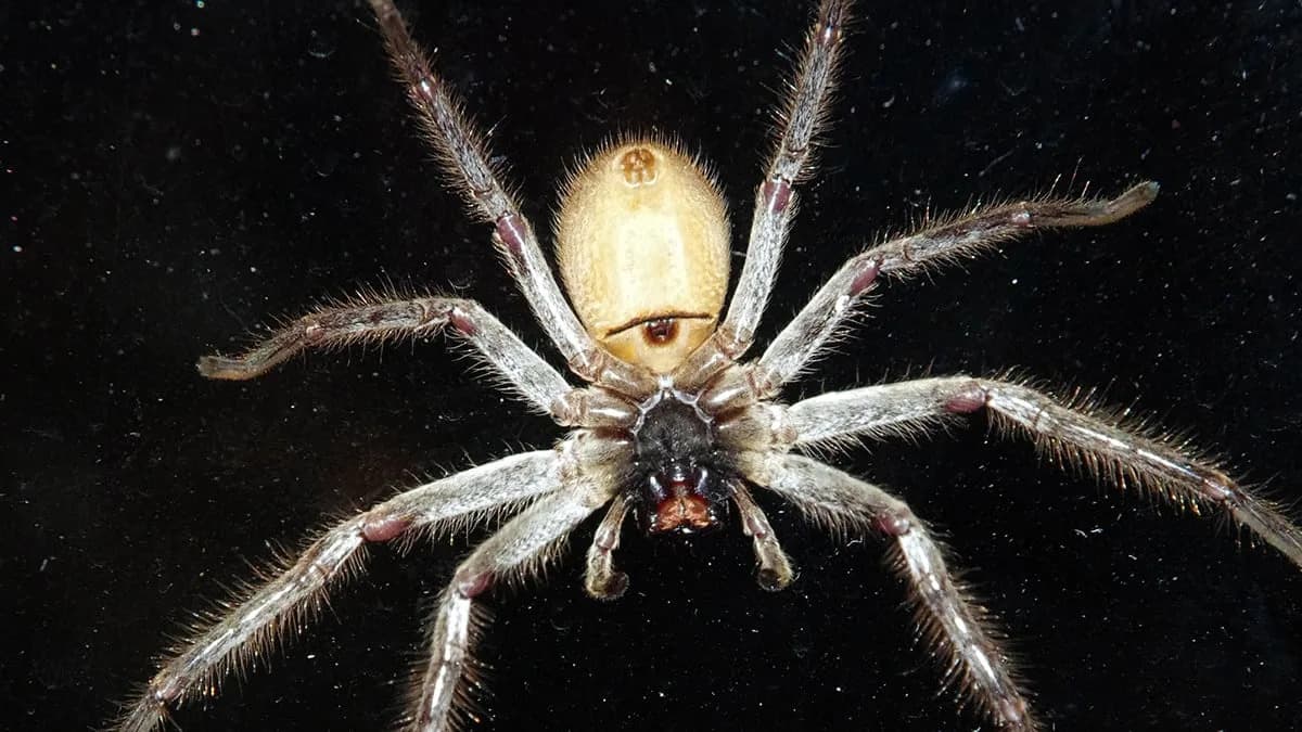 Najbrži Pauk Na Svetu Otkriven: Huntsman Iz Kvinslenda Dostiže Skoro 3,6 m/s