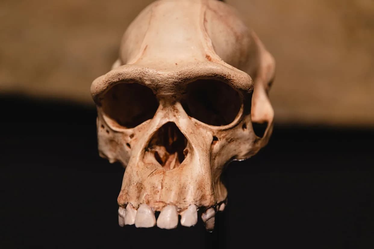 Moguće Da Su Svi Pronađeni Kosturi Homo naledi U Rising Star Pećinama Ženke, Kažu Naučnici