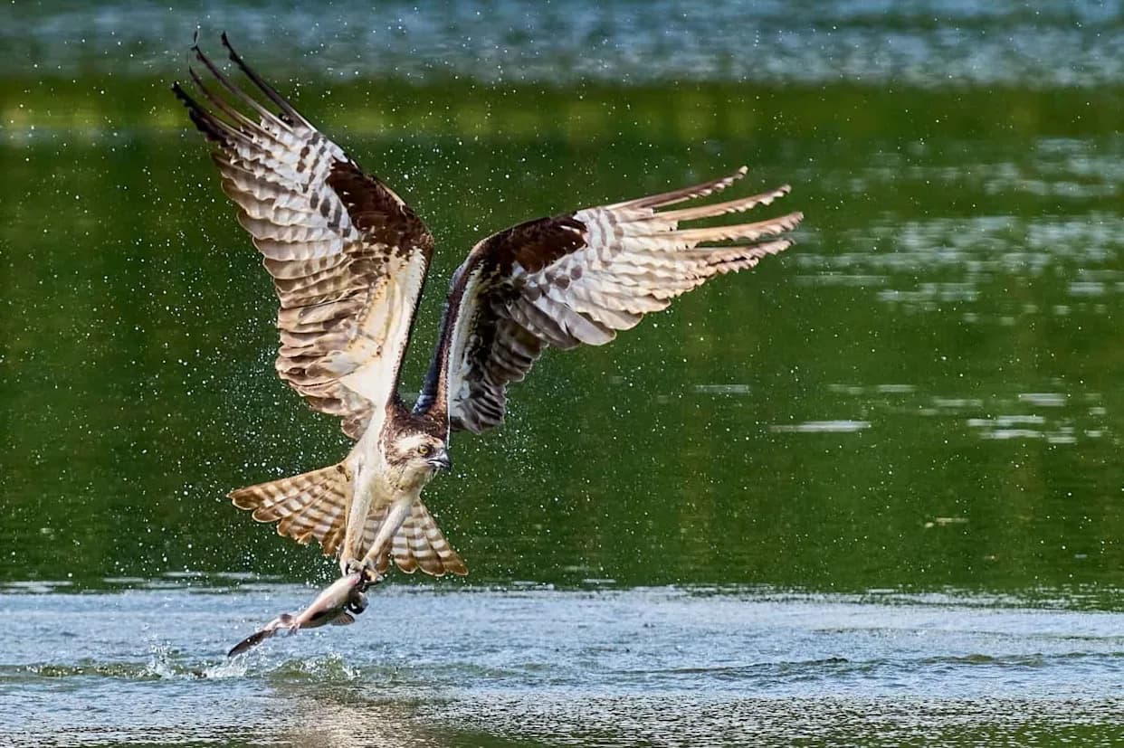 Požar Na Cuyahoga Reku Pokrenuo Clean Water Act — 71 Vrsta Ribe Se Vratila U Reke Ohaja