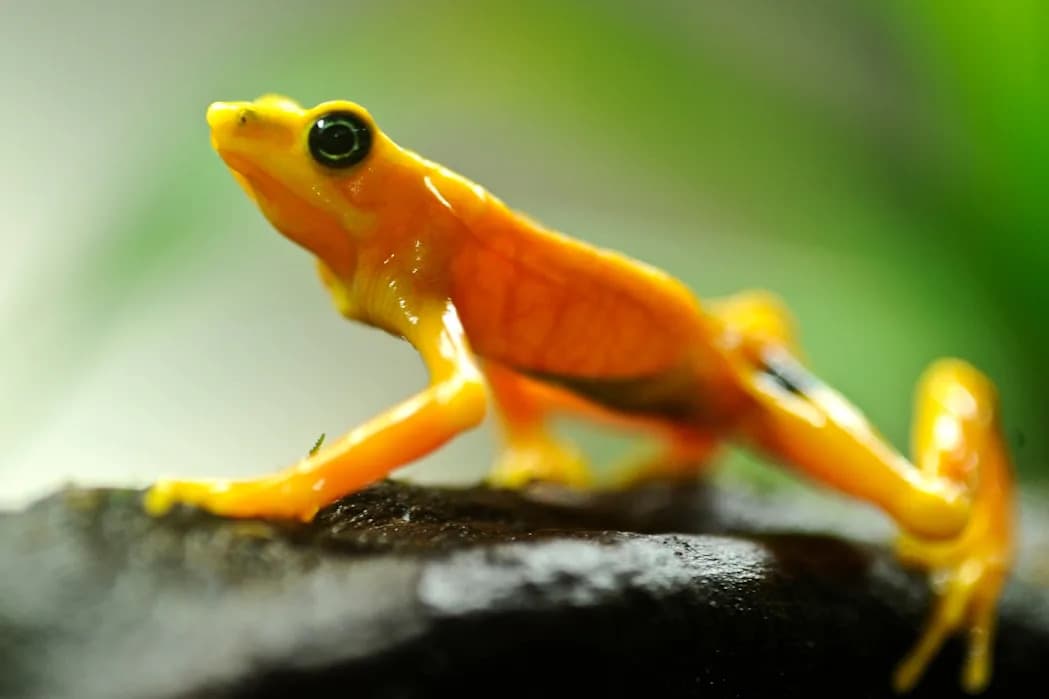 Kako vratiti otrovnost žabama Atelopus: naučnici jure za izgubljenim toksinima