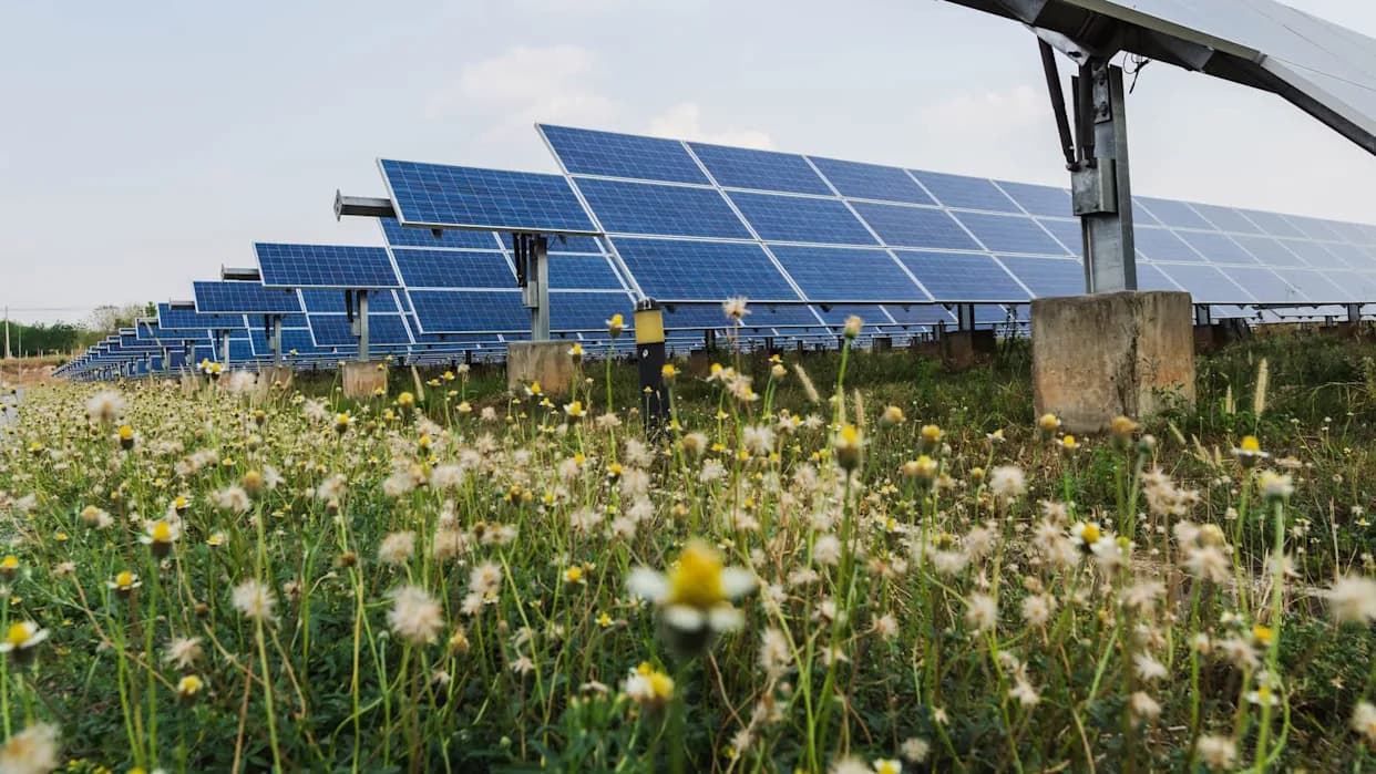 Kako 7.000 solarnih panela u Ilinoisu prave dom za pčele, ptice i lisice