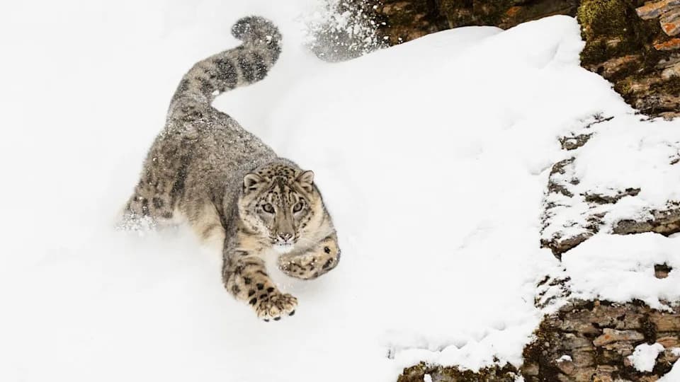 WWF Otkriva „Duhove Planine“: Mreža Kamera Zabeležila Više Od 600 Fotografija Snežnih Leoparda u Kini