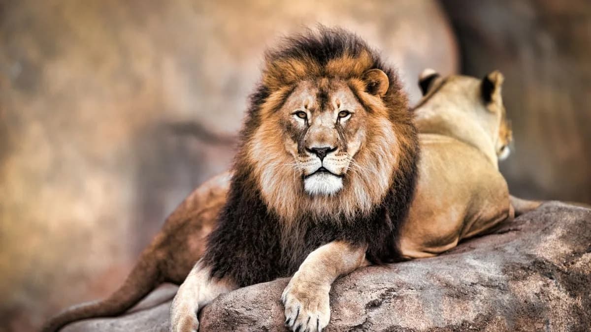 Ljudi Kao 'Superpredator': Zašto Se Divlje Životinje Više Plaše Nas Nego Lavova
