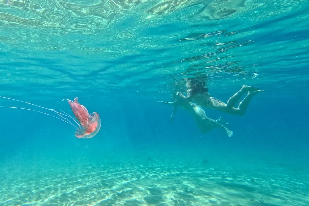 Topla mora dovode džinovske meduze Nomura i sve više ajkula na plaže Južne Koreje