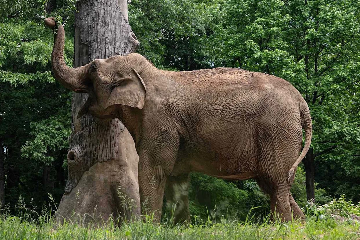 Bronkski zoo razmatra preseljenje poslednje slonice Patty u azil nakon smrti Happy