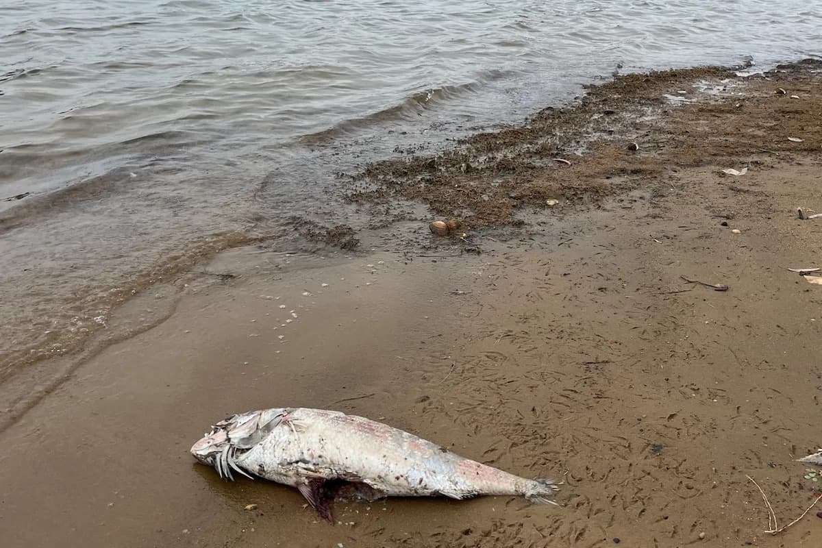 Otkrivena „Najtoksičnija“ Alga: Karenia cristata Odgovorna Za Masovni Pomor U Australiji