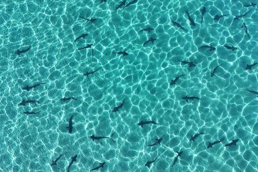 SharkEye: Kako Naučnici Prave „Prognozu Ajkula“ Za Vašu Sledeću Posetu Plaži