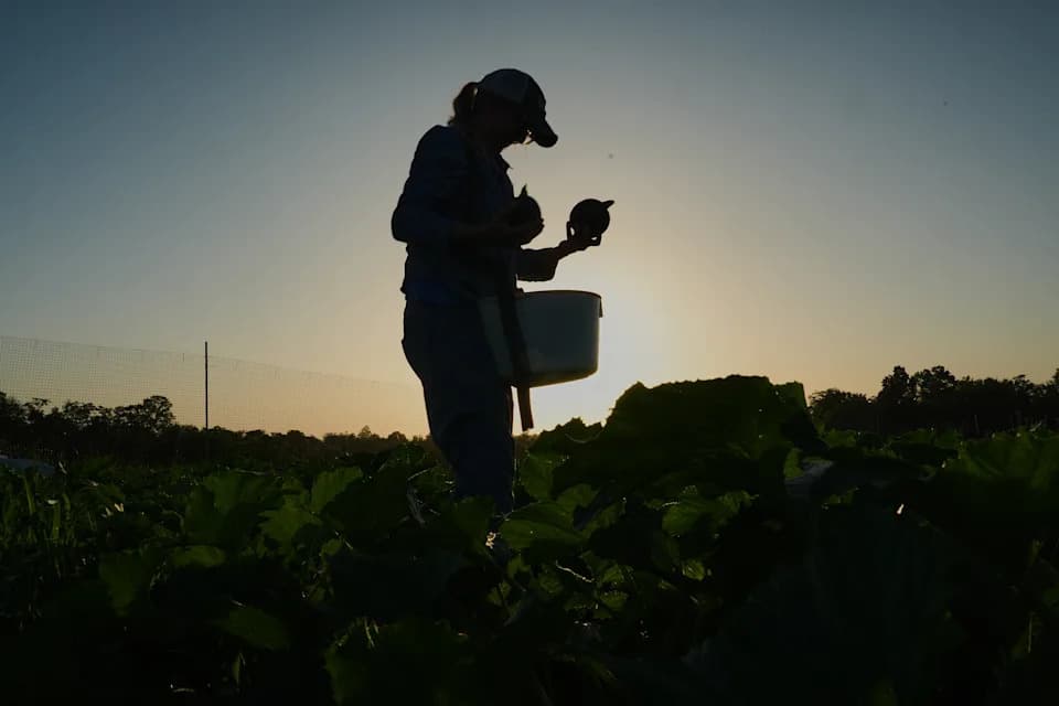 Specijalizovane Farme: Prilagođavanje Berbe i Zaštita Useva Usred Ekstremnih Vrućina