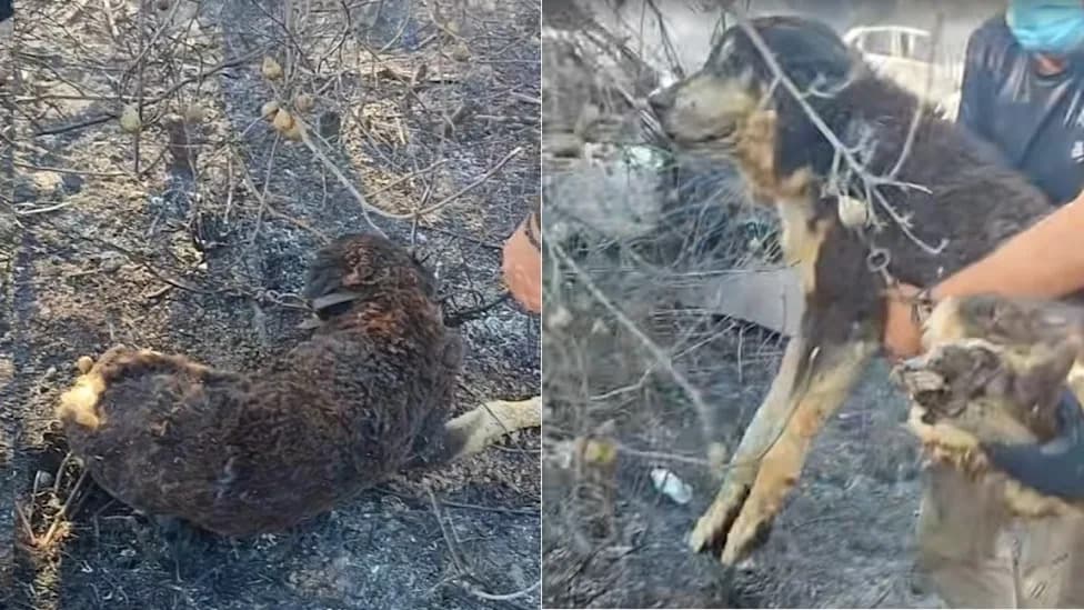 Heroji Iz Soluna: Policajci Spasili Psa Vezanog Lancem Iz Požara