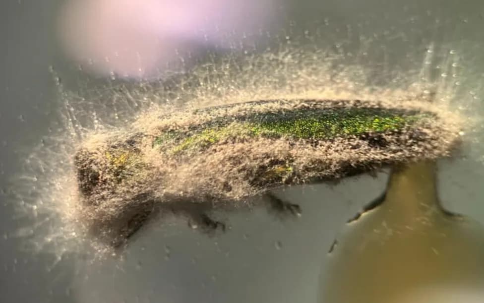 Autohtone Gljive Protiv Emerald Ash Borer: Novi Pristup Za Zaštitu Teško Dostupnih Močvara