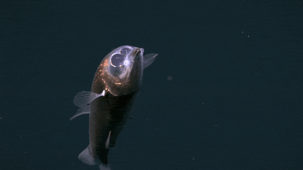 Prvi snimci barreleye ribe i dva nova hidrotermalna polja otkriveni duboko ispod Atlantika