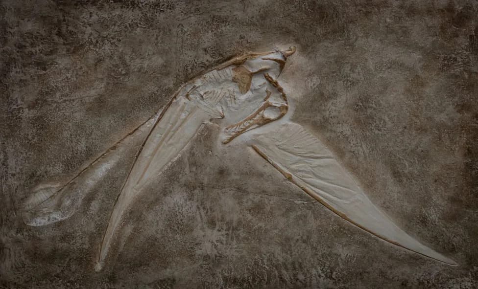 113 miliona godina stari pterosaurus iz Brazila čuva molekule koje otkrivaju ishranu