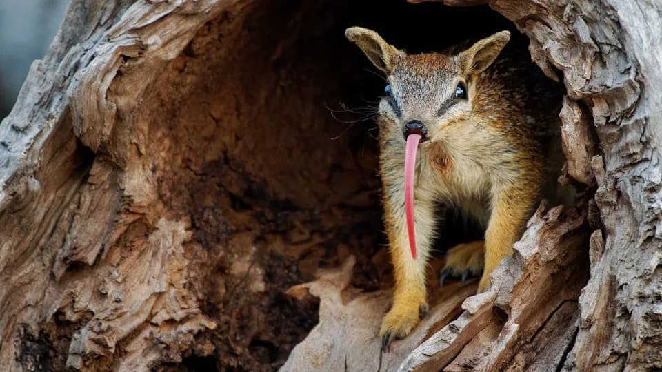 Viralna „škripeća” žaba ugrožena — rudarenje i trgovina prete jedinstvenom endemitu