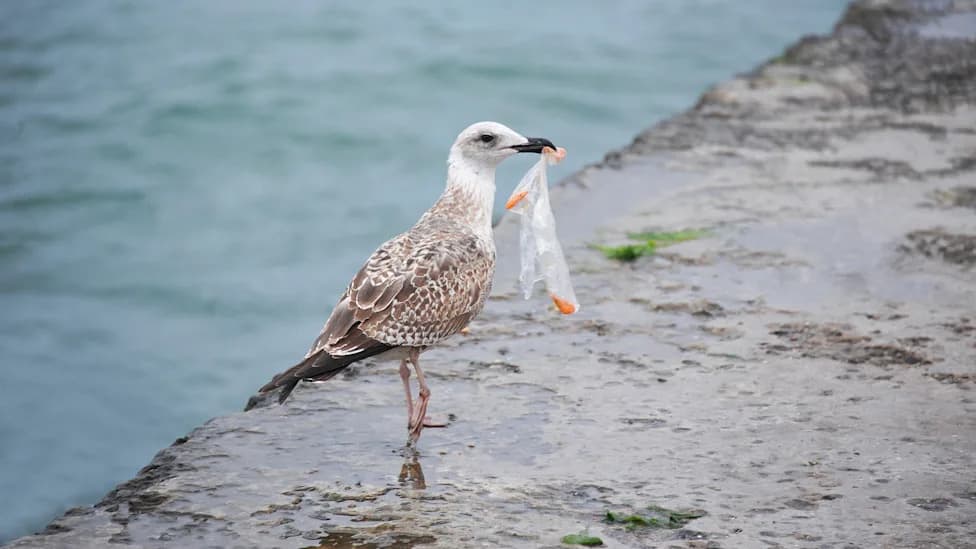 Razorne fotografije pokazuju kako plastika uništava morske ptice