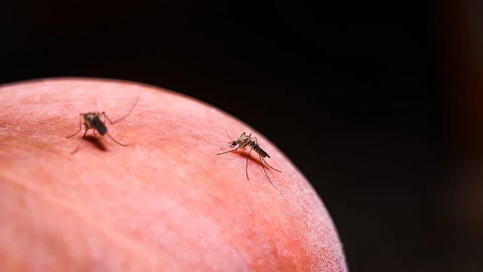 Malaria Se Vratila Nakon Prekida Programa Kod Brane Belo Monte — Šumska Ivica Otkrila Zašto