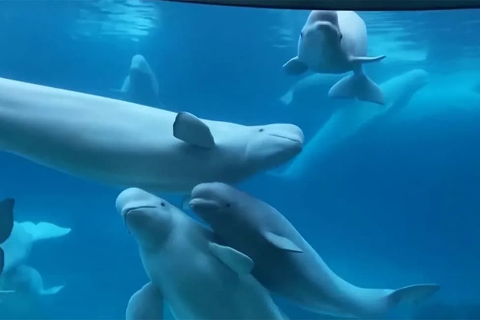 NOAA Odobrila Hitni Transfer: 28 Beluga Kreće U Akvarijume U SAD, 2 U Španiju (Uz Dozvole)