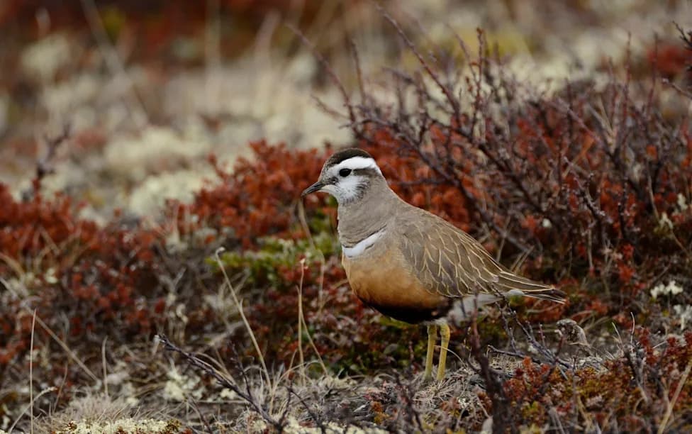 Dotterel Na Rubu Izumiranja U Britaniji: Klimatske Promene Ugrožavaju Planinska Staništa