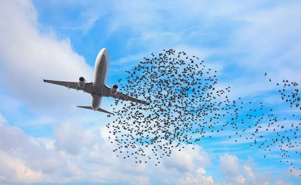 Više ptica = Više udara u avione? Nova meta‑analiza donosi dokaze i upozorenja