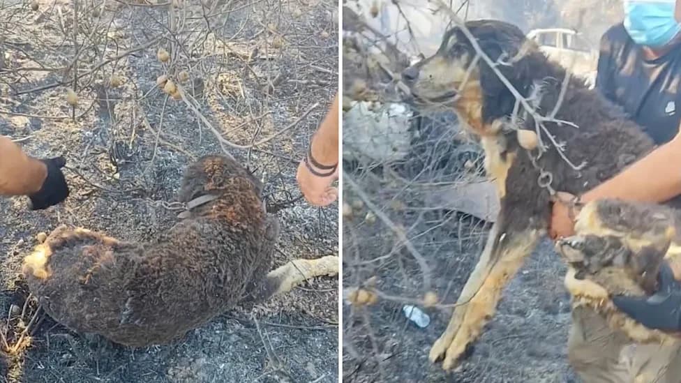 Policija iz Soluna spasila uplašenog psa iz zone požara — emotivan snimak izazvao talas podrške