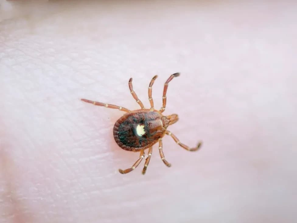 CDC Studija: U Nekim Delovima SAD 1 Od 4 Odraslih Ima Antitela Na Alfa‑Gal — Arkansas Vodi Sa 31,2%
