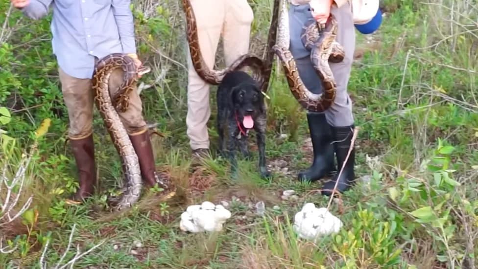Masovni nalaz u Evergladesu: 4 velika burmanska pitona, 3 aktivna gnezda i ženka puna jaja