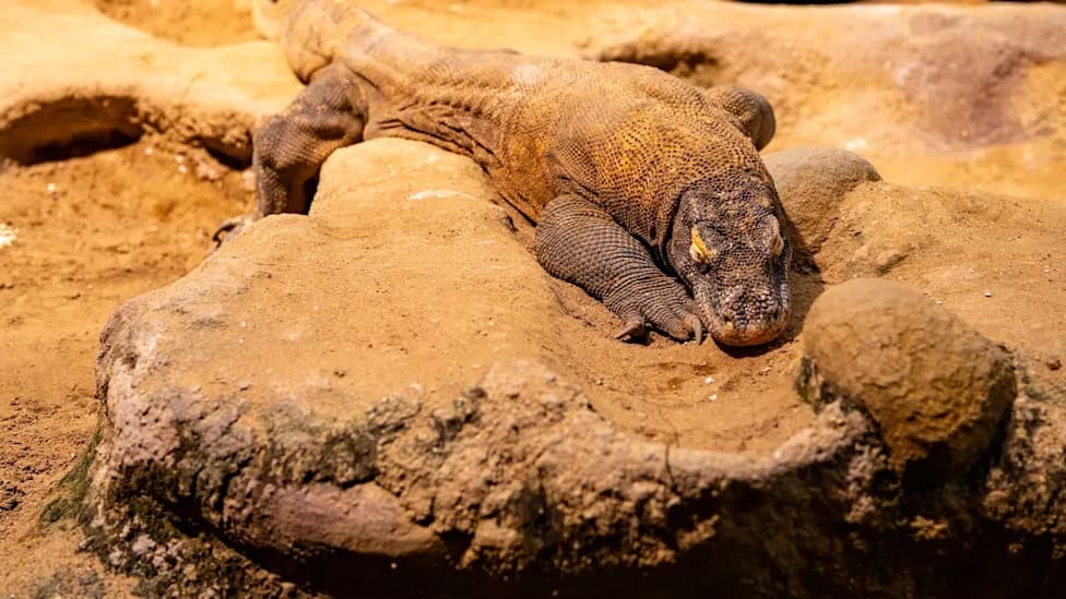 Nova studija sugeriše: 'hobiti' s Floresa jeli su ostatke Komodo zmajeva, nisu nužno lovili