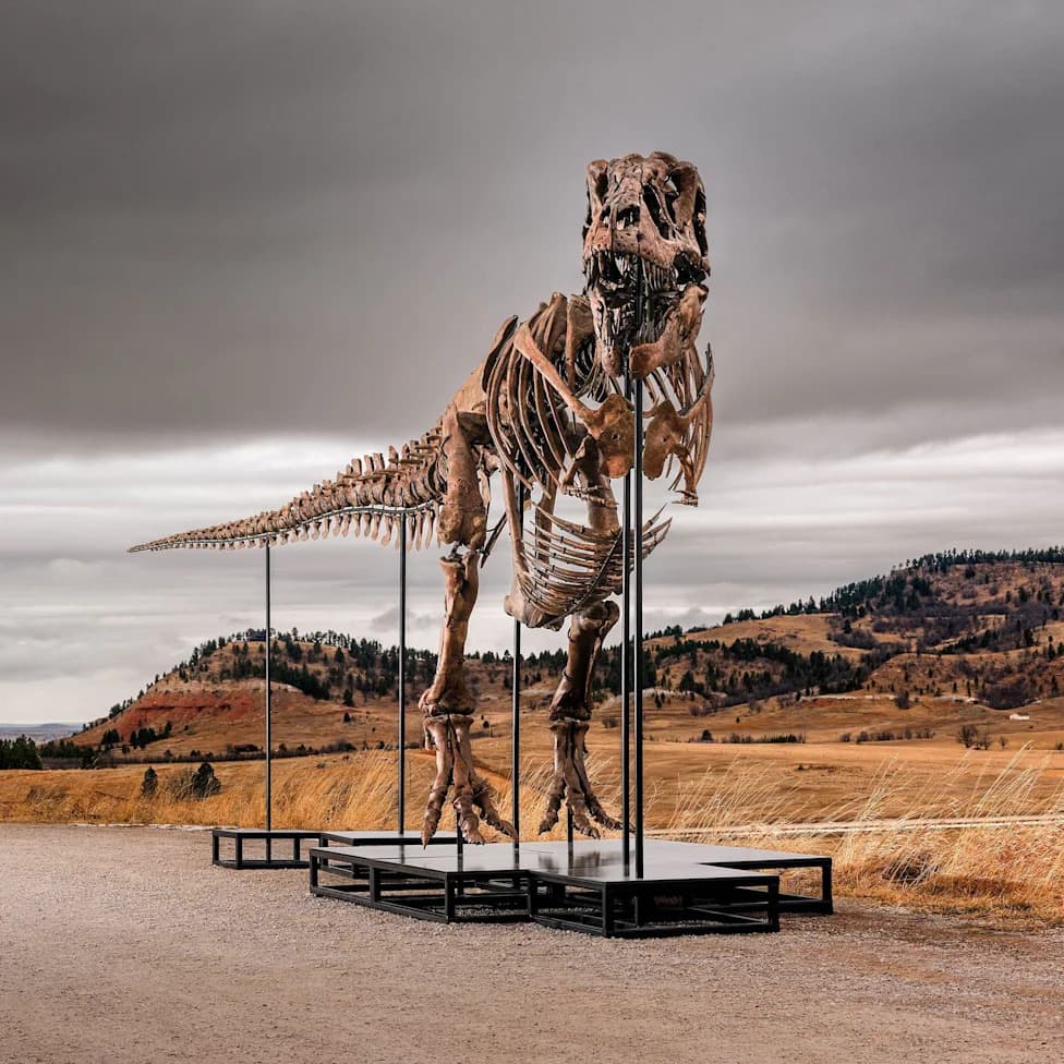 Gus, Skoro Kompletan T. rex, Na Sotheby's Aukciji — Procena 30 Mio $, A Nauka U Strahu