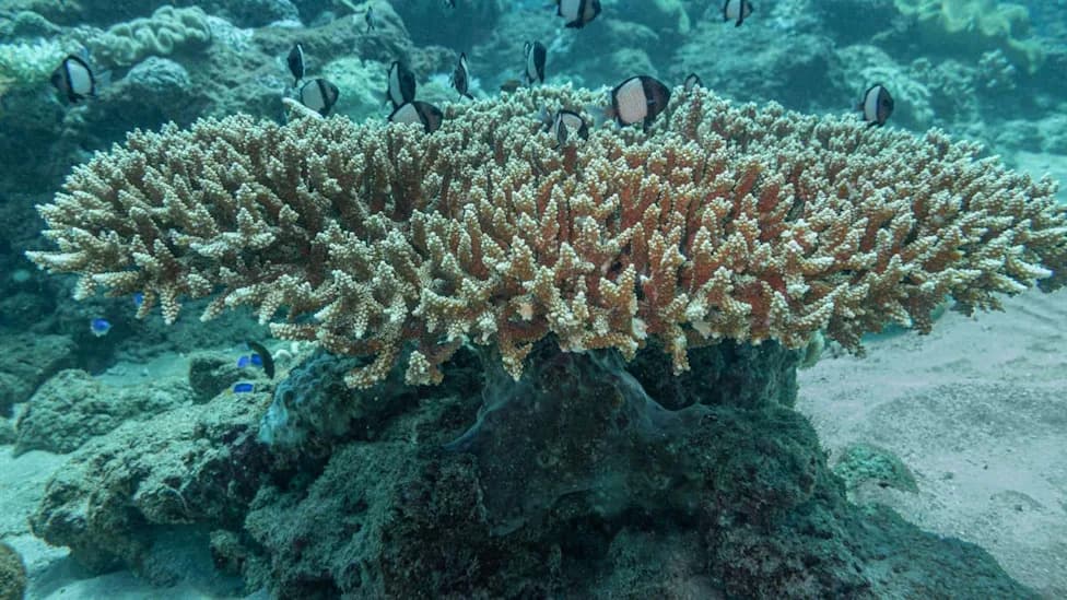 Scott Reef U Riziku: Legendarni Desni Talas I Netaknuta Priroda Pod Pretnjom Projekta Woodside