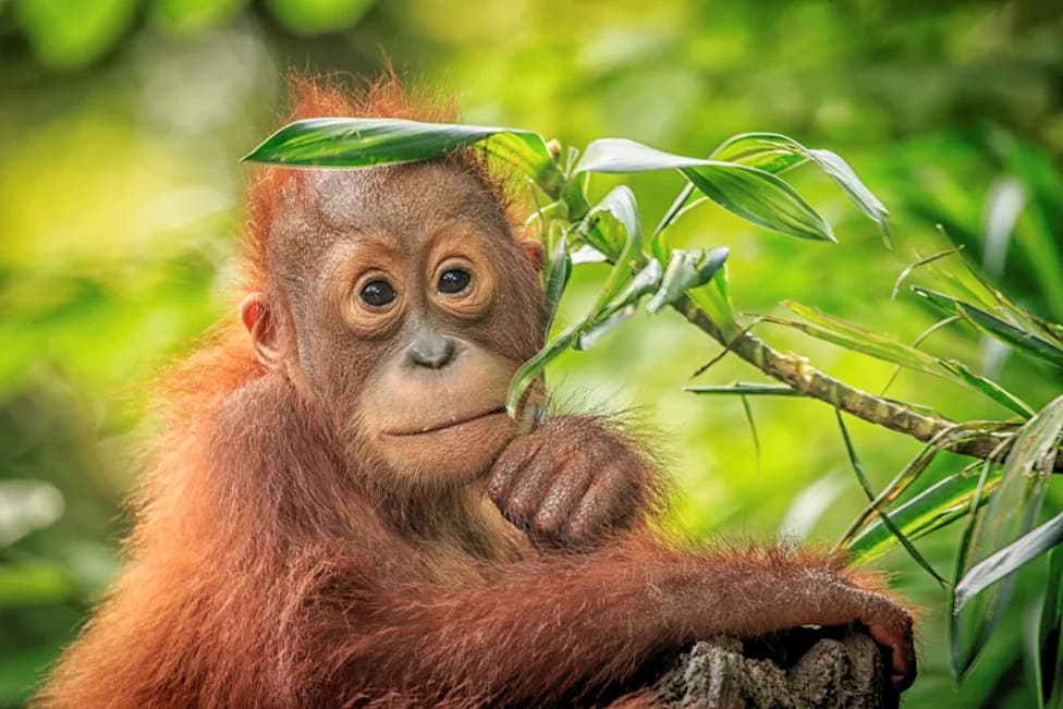 Spašen i prebačen: 11-nedeljnji orangutan Sibu Junior preseljen iz Dablina u Monkey World