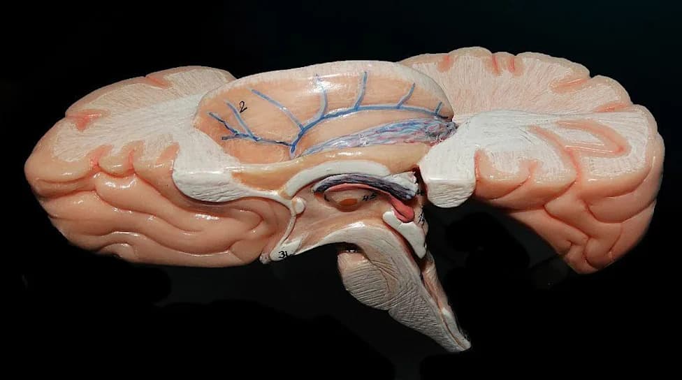 Anchor: Indijski 3D‑atlas moždanog stabla koji povezuje MRI sa pojedinačnim neuronima
