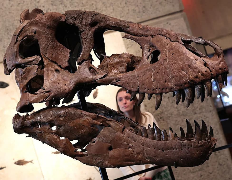 Gus Na Aukciji I Antarktički Titanosaur: Šta Nam Kosti Dinosaura Kažu O Klimi