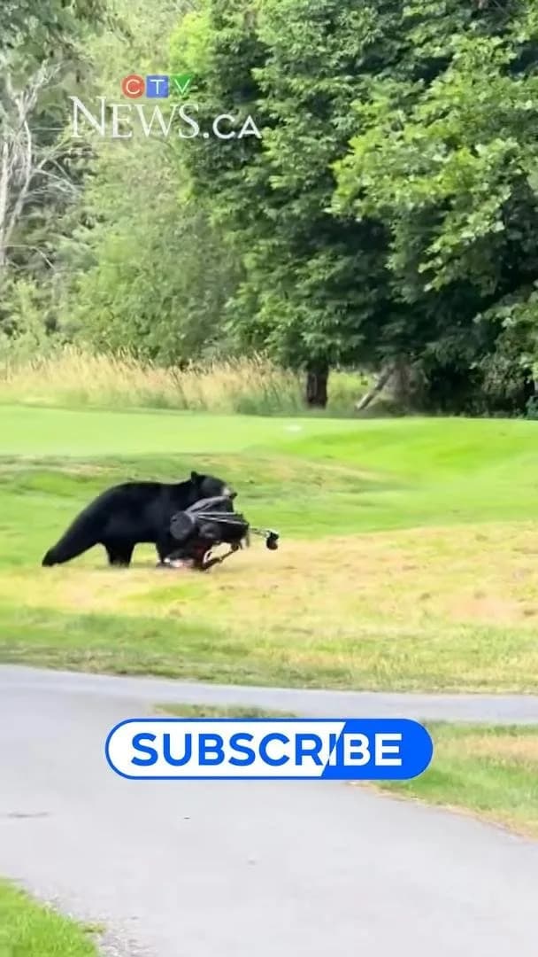 Medved Krade Torbu Sa Palicama Na Golf Terenu U Britanskoj Kolumbiji
