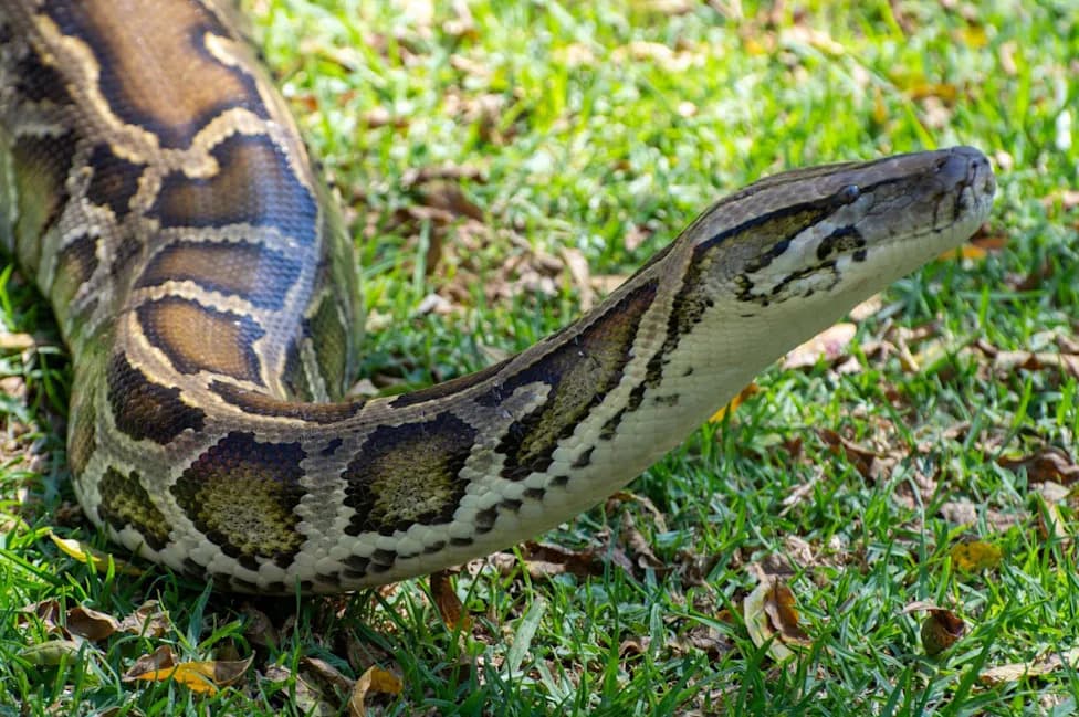 Studija sa Floride: burmanske pitone progutaju jelene i aligatore cele — ozbiljna pretnja za Everglades